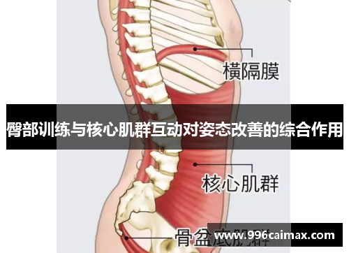 臀部训练与核心肌群互动对姿态改善的综合作用